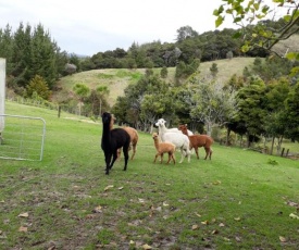 Grant and Sue's alpacas