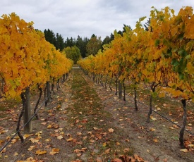 Vines on Bannockburn