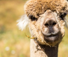 Alpacas Off Grid - Eco Cabin