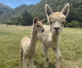 Alpacas Off Grid - Glamping House Truck