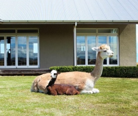 Gallin Farm Alpacas and Farmstay